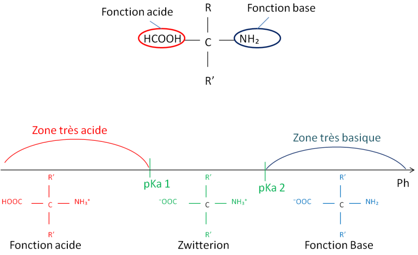 diagramme de prédominance d'un acide aminé